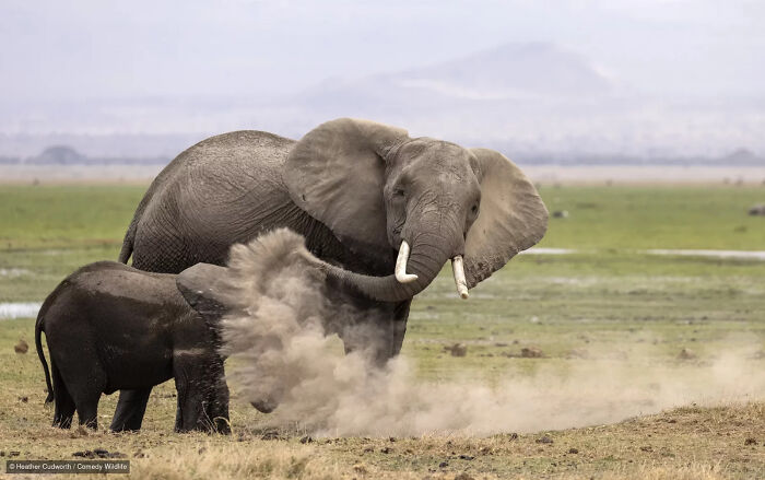 47 Of The Funniest Wildlife Photos From The 2026 Nikon Comedy Wildlife Awards Finalists