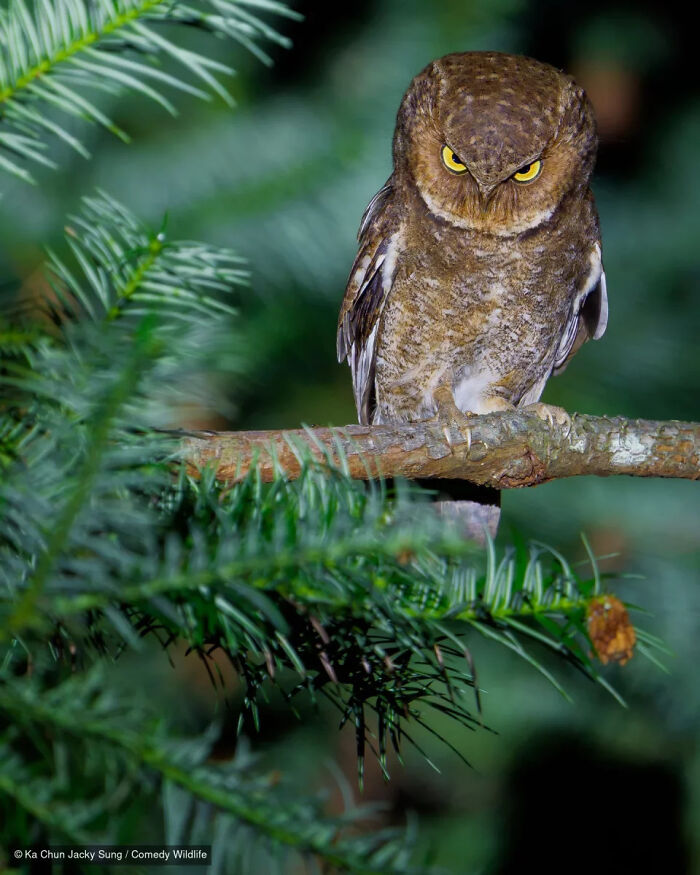 47 Of The Funniest Wildlife Photos From The 2026 Nikon Comedy Wildlife Awards Finalists