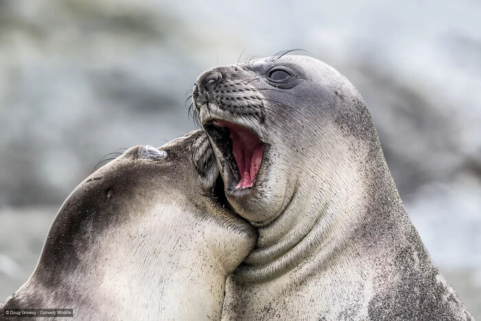 47 Of The Funniest Wildlife Photos From The 2026 Nikon Comedy Wildlife Awards Finalists