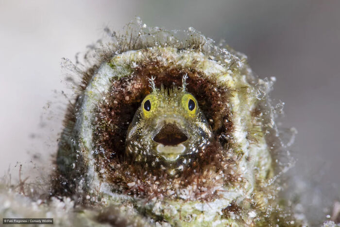 47 Of The Funniest Wildlife Photos From The 2026 Nikon Comedy Wildlife Awards Finalists