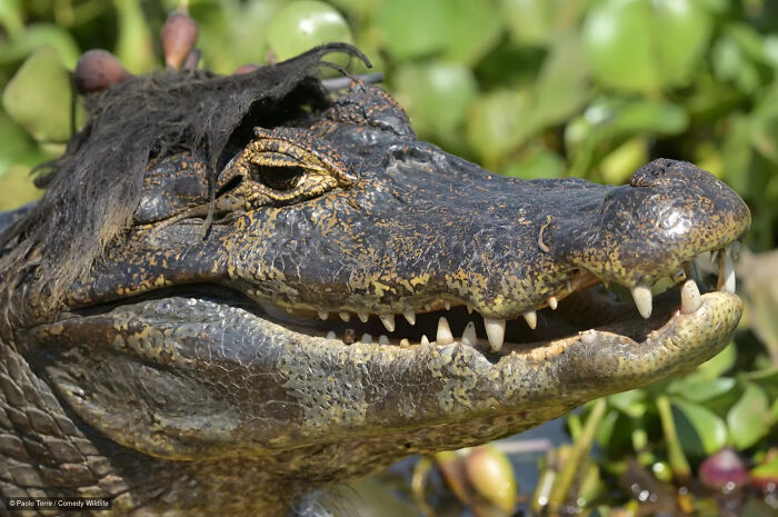 47 Of The Funniest Wildlife Photos From The 2026 Nikon Comedy Wildlife Awards Finalists