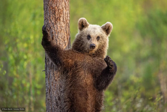 47 Of The Funniest Wildlife Photos From The 2026 Nikon Comedy Wildlife Awards Finalists