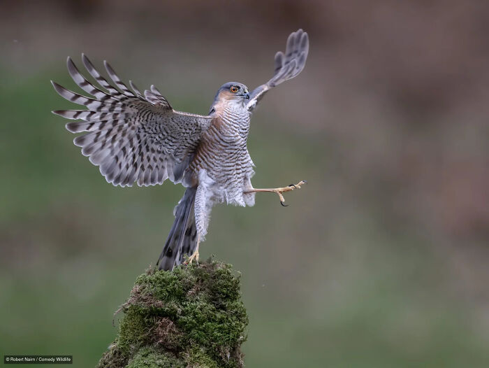 47 Of The Funniest Wildlife Photos From The 2026 Nikon Comedy Wildlife Awards Finalists