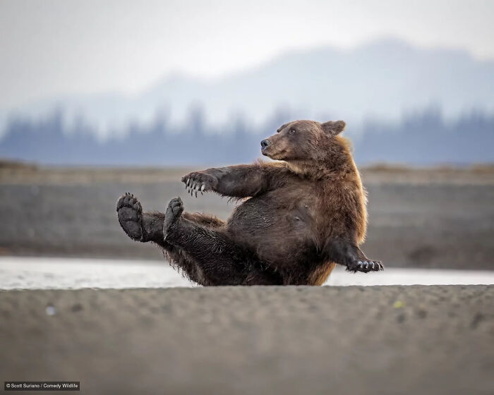 47 Of The Funniest Wildlife Photos From The 2026 Nikon Comedy Wildlife Awards Finalists