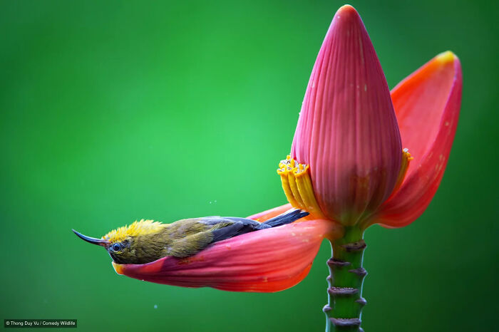 47 Of The Funniest Wildlife Photos From The 2026 Nikon Comedy Wildlife Awards Finalists