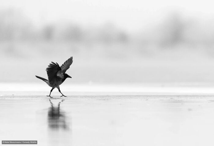 47 Of The Funniest Wildlife Photos From The 2026 Nikon Comedy Wildlife Awards Finalists