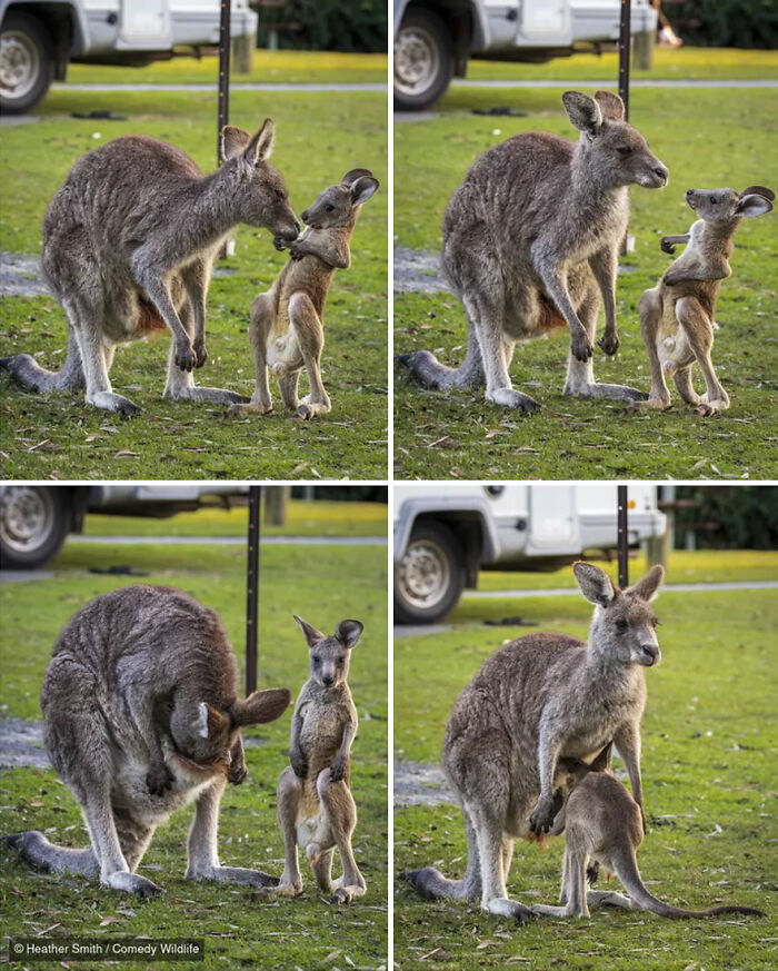 47 Of The Funniest Wildlife Photos From The 2026 Nikon Comedy Wildlife Awards Finalists