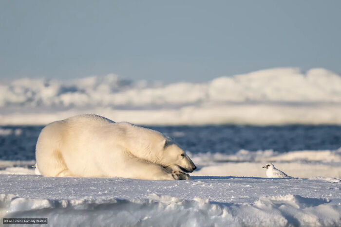 47 Of The Funniest Wildlife Photos From The 2026 Nikon Comedy Wildlife Awards Finalists