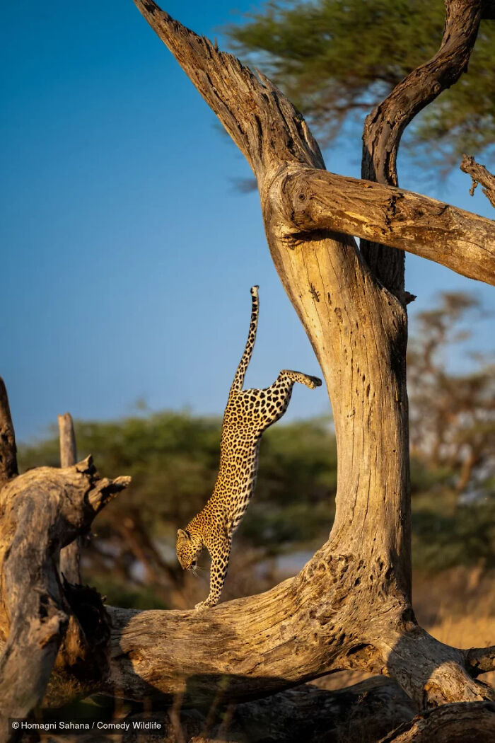 47 Of The Funniest Wildlife Photos From The 2026 Nikon Comedy Wildlife Awards Finalists