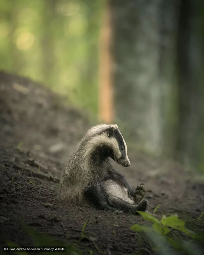 47 Of The Funniest Wildlife Photos From The 2026 Nikon Comedy Wildlife Awards Finalists