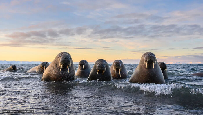 47 Of The Funniest Wildlife Photos From The 2026 Nikon Comedy Wildlife Awards Finalists