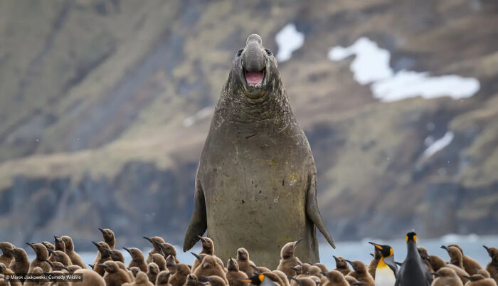 47 Of The Funniest Wildlife Photos From The 2026 Nikon Comedy Wildlife Awards Finalists