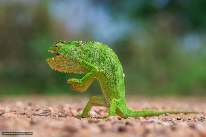 47 Of The Funniest Wildlife Photos From The 2026 Nikon Comedy Wildlife Awards Finalists