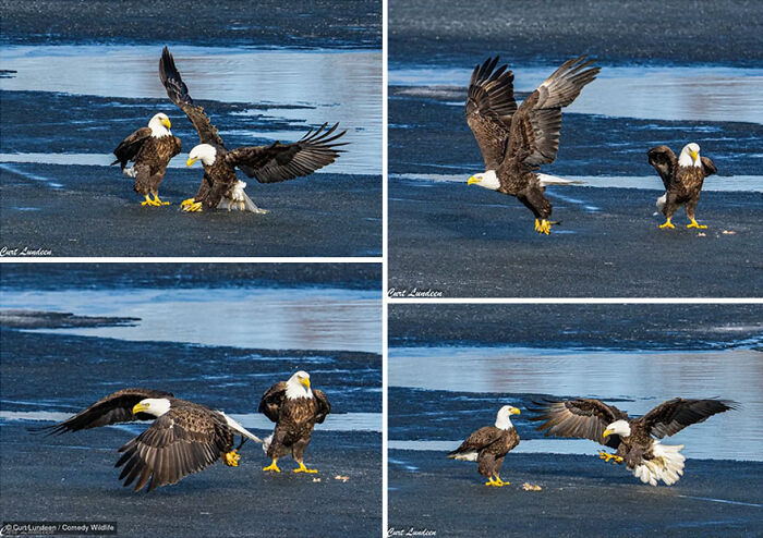 47 Of The Funniest Wildlife Photos From The 2026 Nikon Comedy Wildlife Awards Finalists