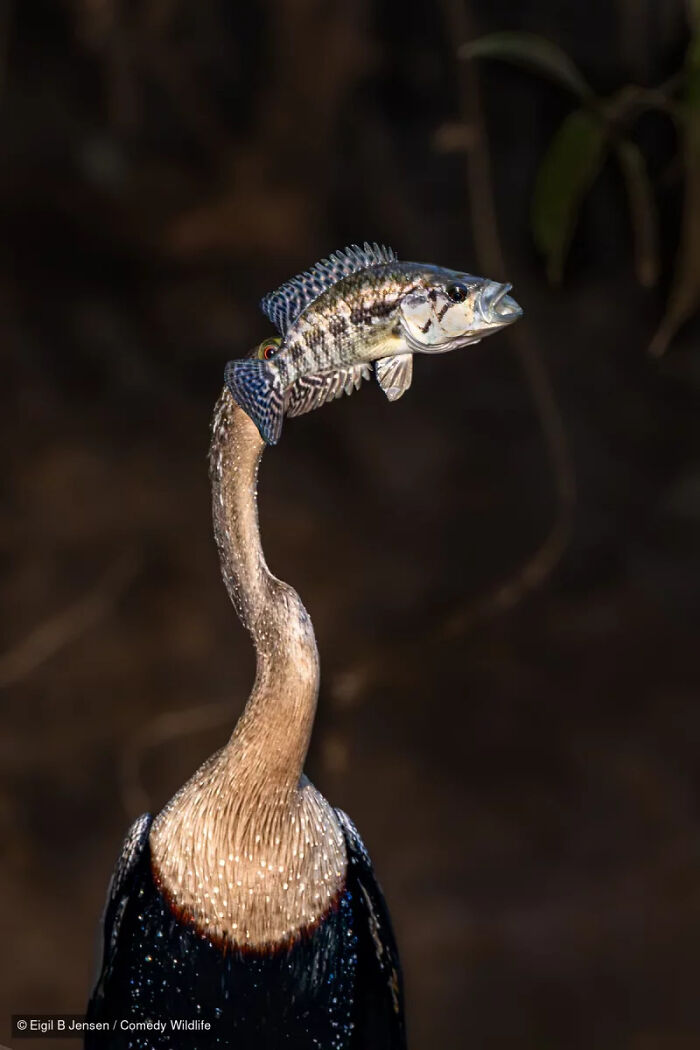 47 Of The Funniest Wildlife Photos From The 2026 Nikon Comedy Wildlife Awards Finalists