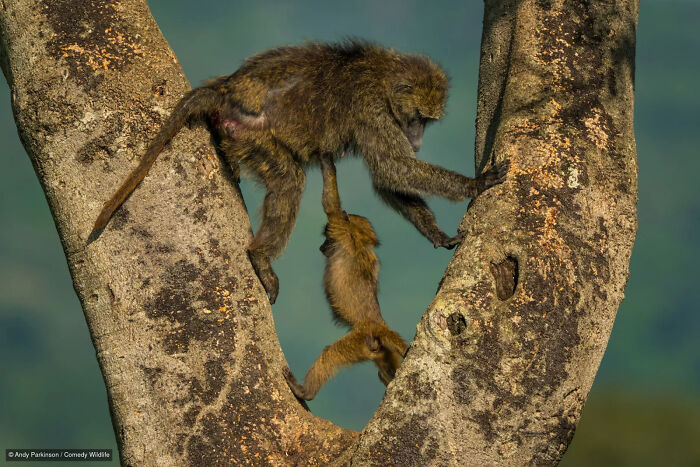 47 Of The Funniest Wildlife Photos From The 2026 Nikon Comedy Wildlife Awards Finalists