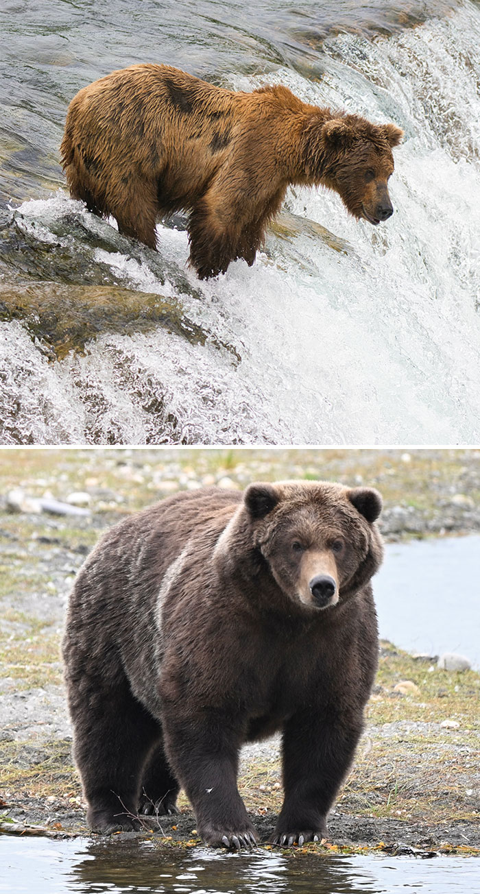 Meet The Gloriously Chunky Contenders Of Fat Bear Week 2026 (16 Pics)