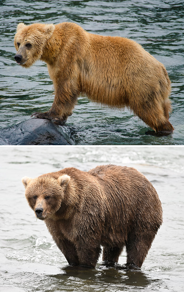 Meet The Gloriously Chunky Contenders Of Fat Bear Week 2026 (16 Pics)