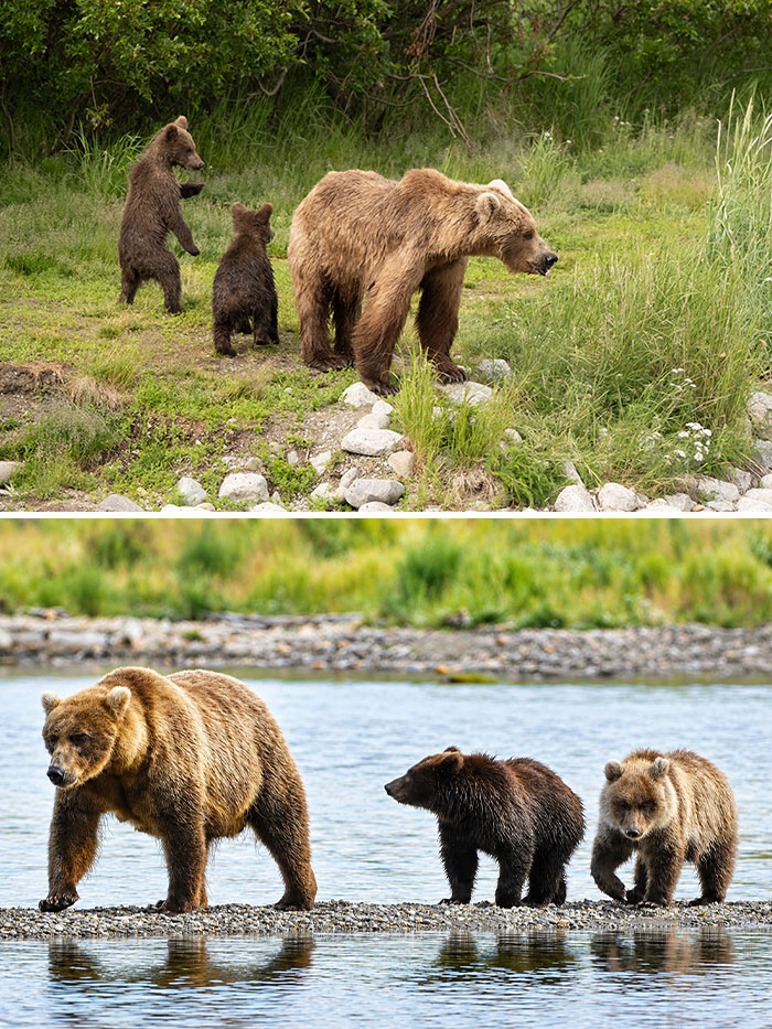 Meet The Gloriously Chunky Contenders Of Fat Bear Week 2026 (16 Pics)