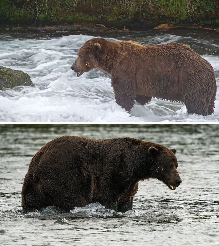 Meet The Gloriously Chunky Contenders Of Fat Bear Week 2026 (16 Pics)