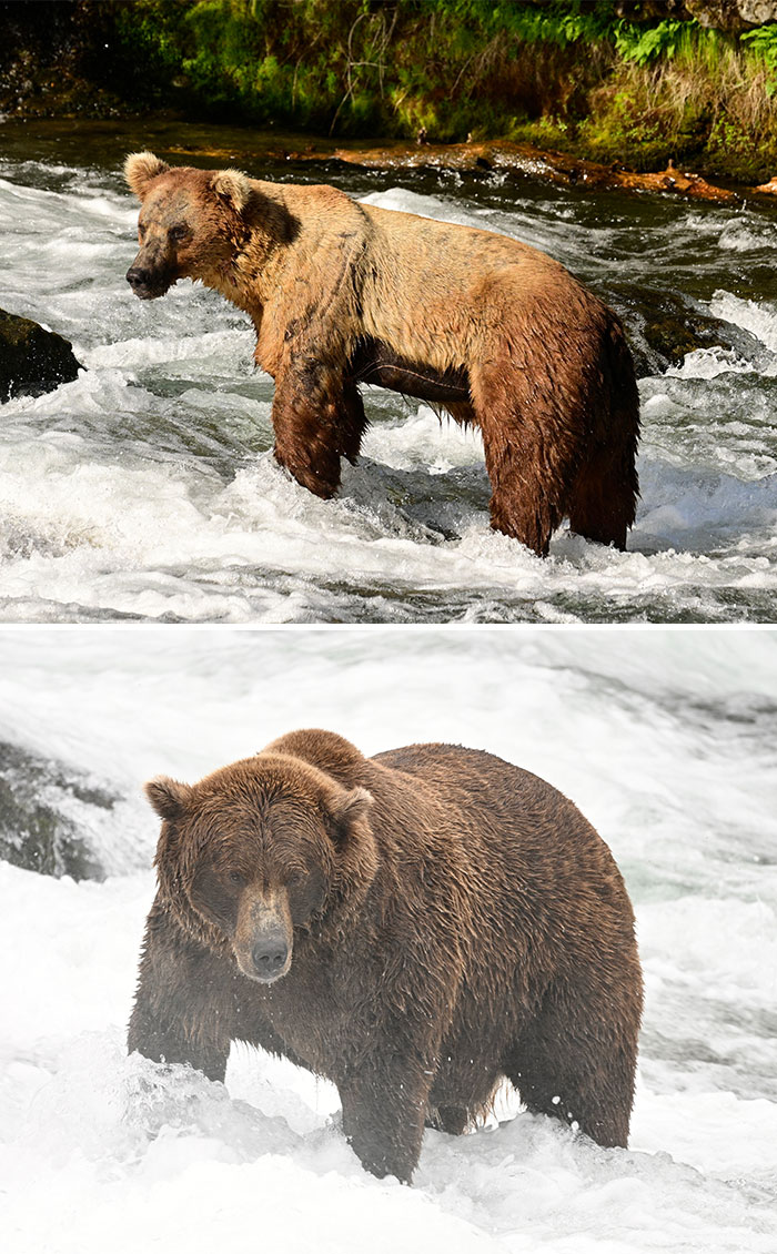 Meet The Gloriously Chunky Contenders Of Fat Bear Week 2026 (16 Pics)