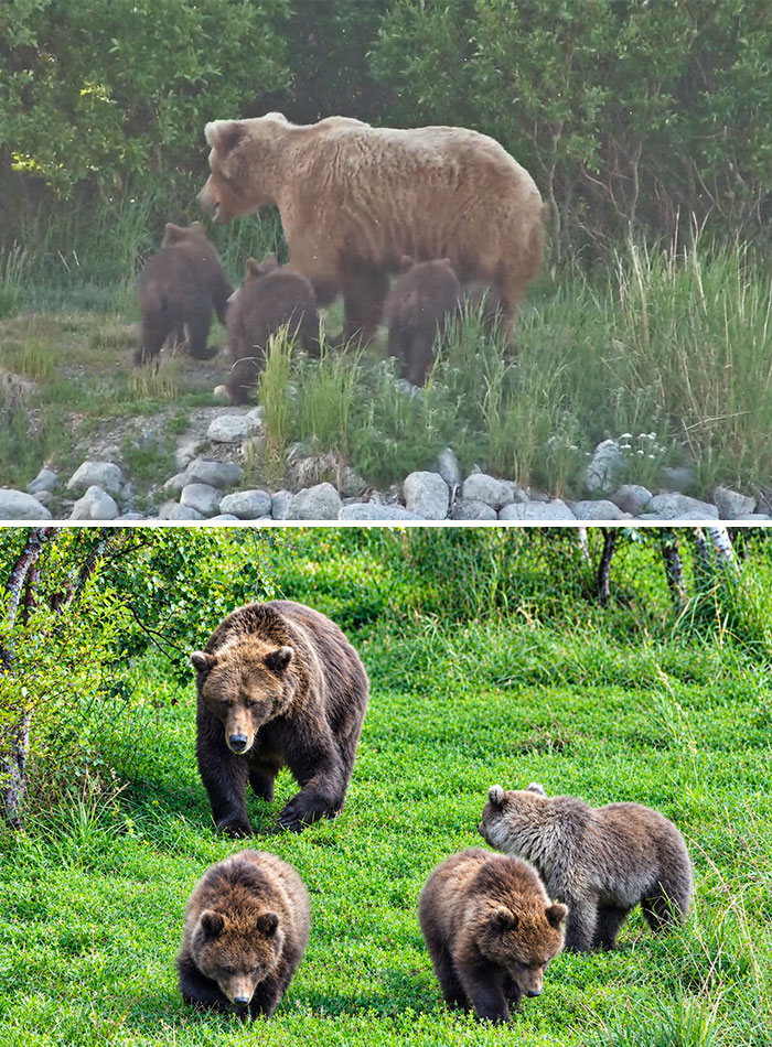 Meet The Gloriously Chunky Contenders Of Fat Bear Week 2026 (16 Pics)
