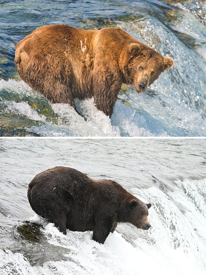 Meet The Gloriously Chunky Contenders Of Fat Bear Week 2026 (16 Pics)