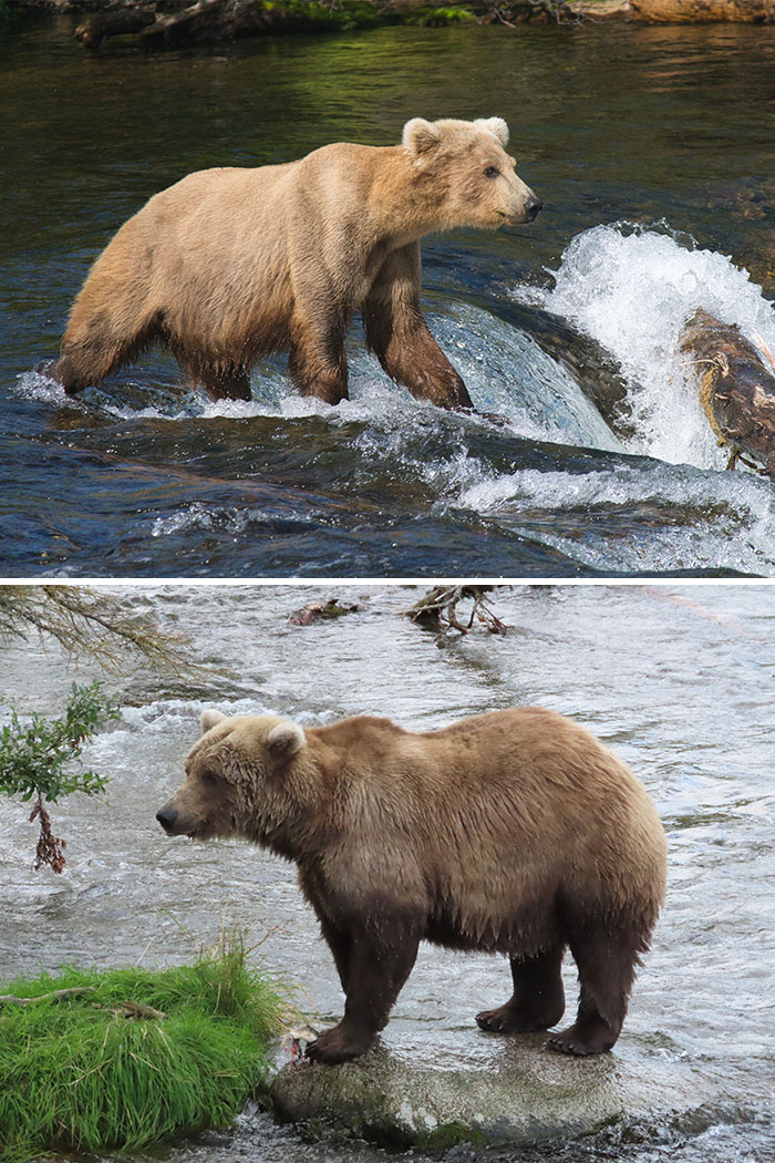 Meet The Gloriously Chunky Contenders Of Fat Bear Week 2026 (16 Pics)