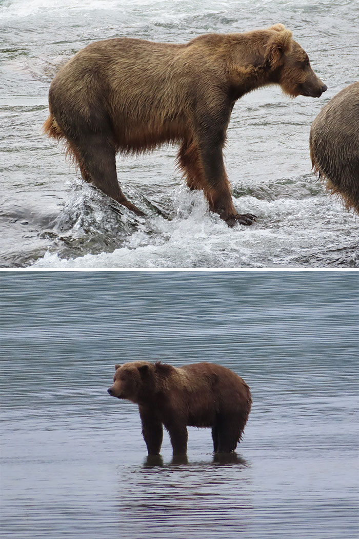 Meet The Gloriously Chunky Contenders Of Fat Bear Week 2026 (16 Pics)