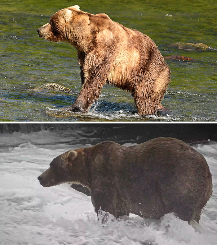 Meet The Gloriously Chunky Contenders Of Fat Bear Week 2026 (16 Pics)