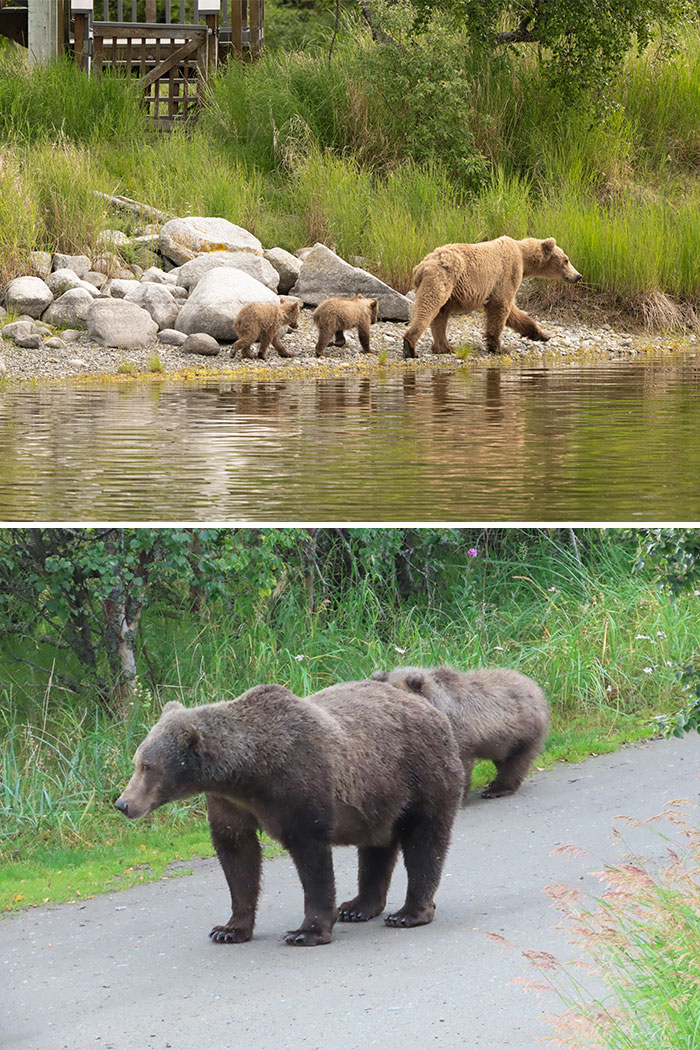 Meet The Gloriously Chunky Contenders Of Fat Bear Week 2026 (16 Pics)