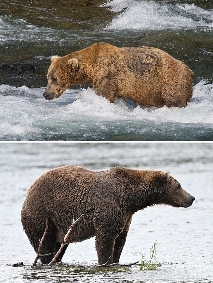 Meet The Gloriously Chunky Contenders Of Fat Bear Week 2026 (16 Pics)