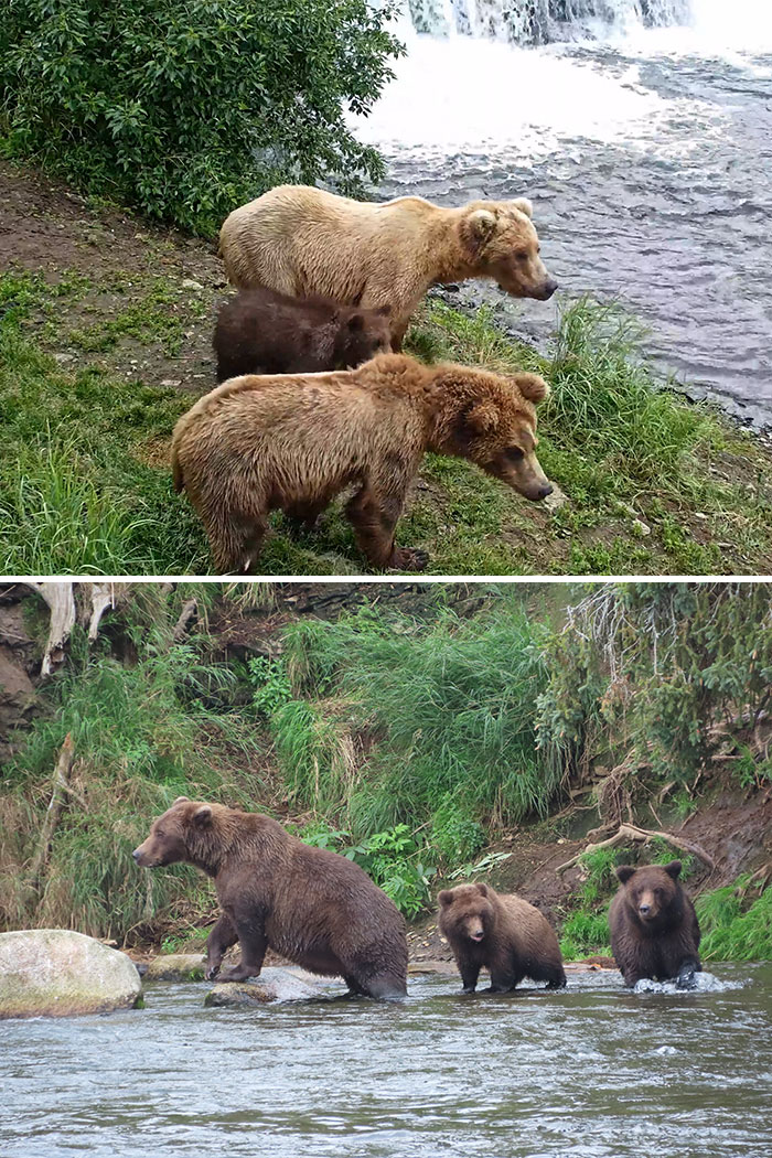 Meet The Gloriously Chunky Contenders Of Fat Bear Week 2026 (16 Pics)