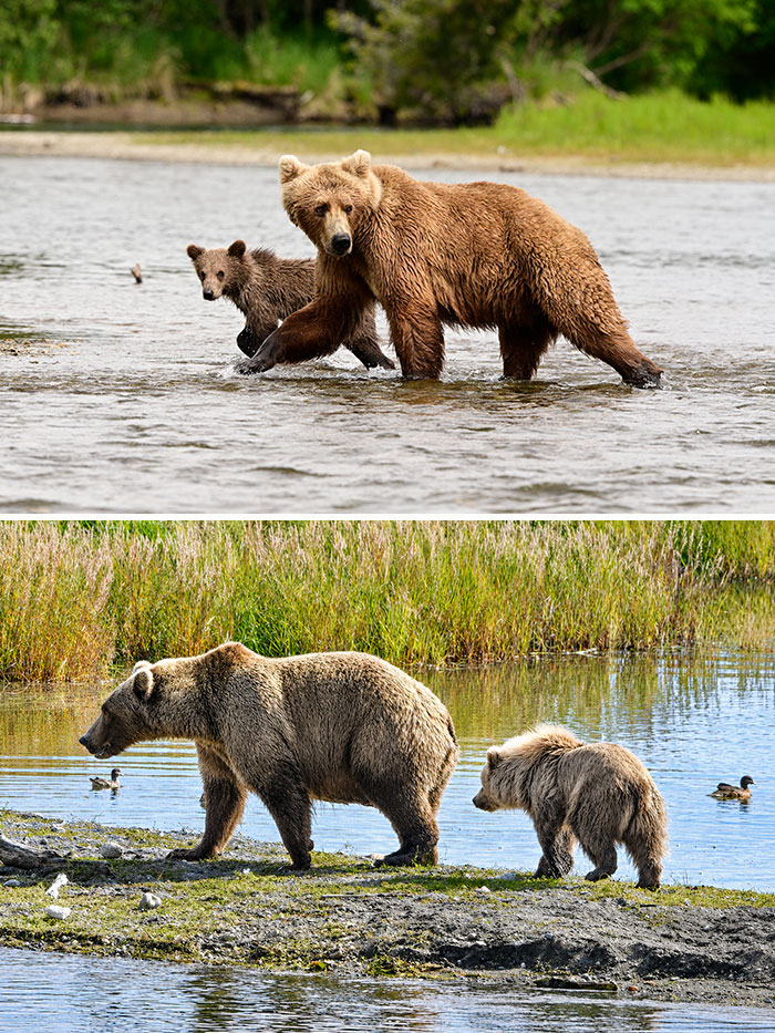 Meet The Gloriously Chunky Contenders Of Fat Bear Week 2026 (16 Pics)