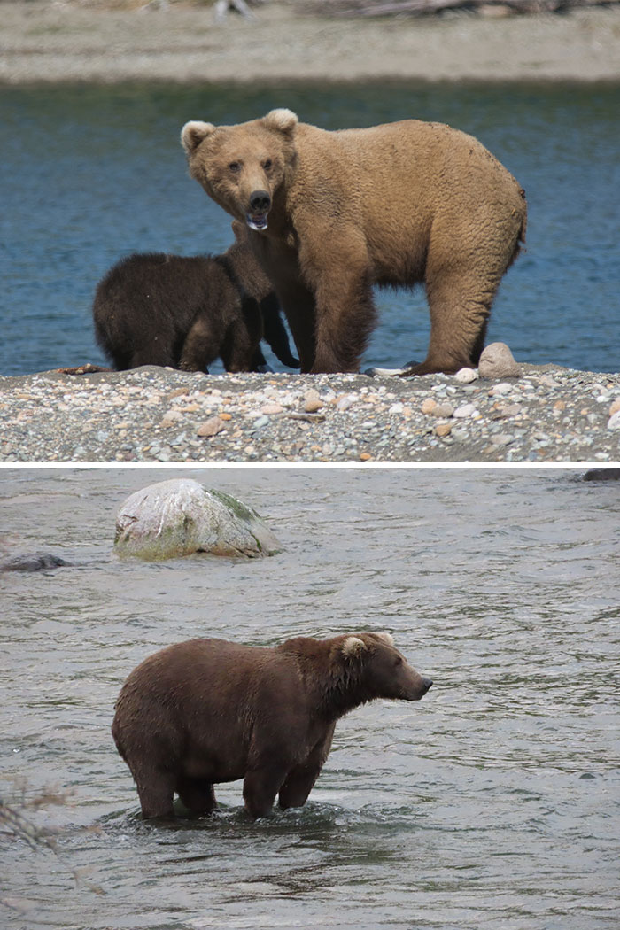 Meet The Gloriously Chunky Contenders Of Fat Bear Week 2026 (16 Pics)