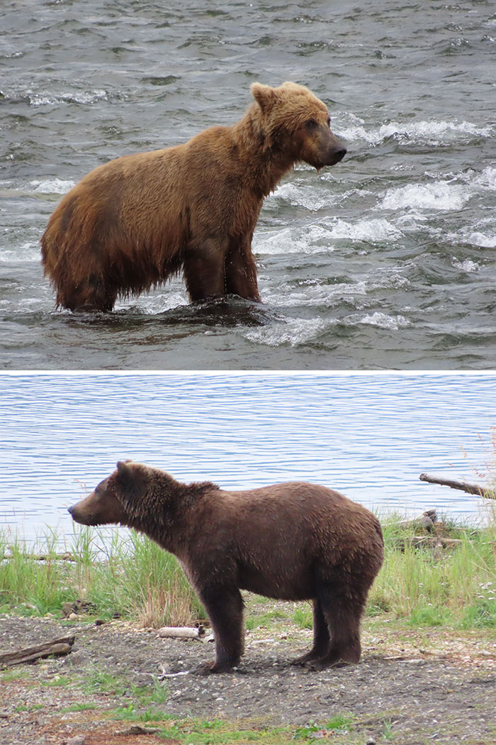 Meet The Gloriously Chunky Contenders Of Fat Bear Week 2026 (16 Pics)