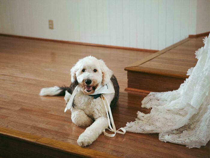 53 Disastrous Weddings That Absolutely Had To Be Shamed Online (New Pics)