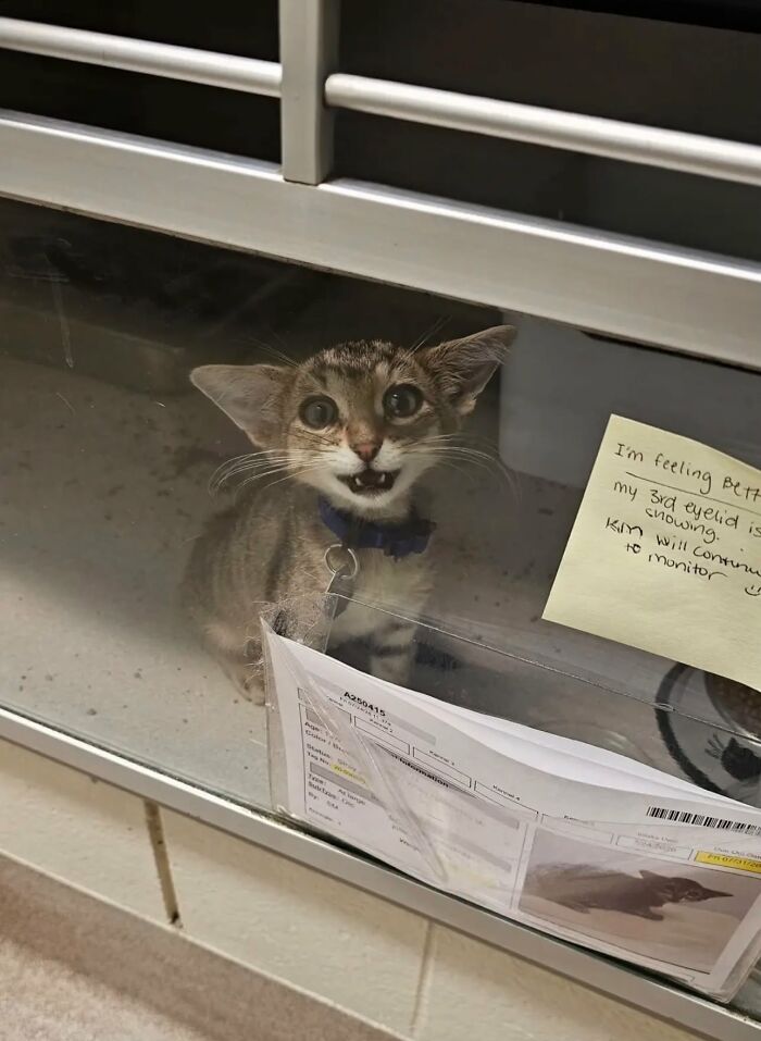 Herbie&rsquo;s Unusual Face Made Him Stand Out, But His Personality Is What Won Everyone Over