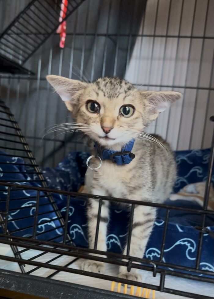 Herbie&rsquo;s Unusual Face Made Him Stand Out, But His Personality Is What Won Everyone Over