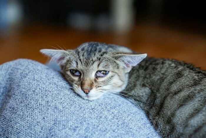 Herbie&rsquo;s Unusual Face Made Him Stand Out, But His Personality Is What Won Everyone Over