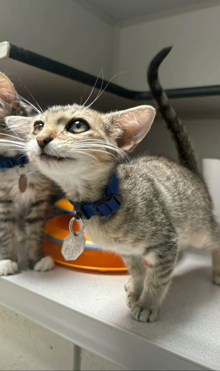Herbie&rsquo;s Unusual Face Made Him Stand Out, But His Personality Is What Won Everyone Over