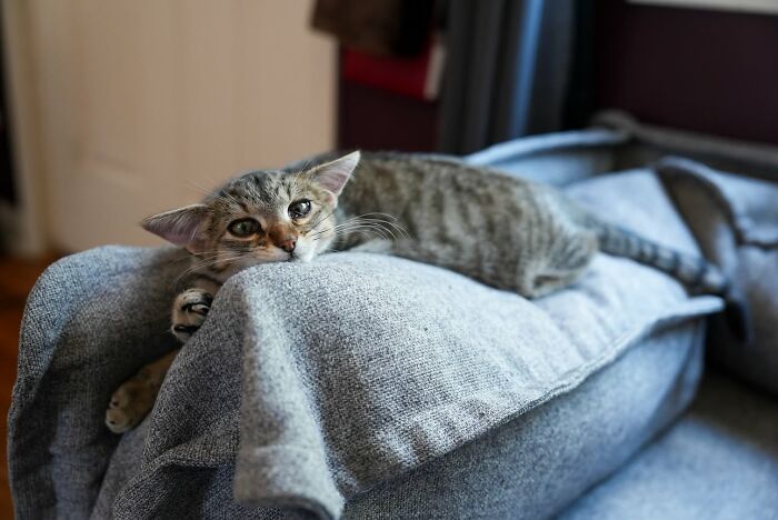 Herbie&rsquo;s Unusual Face Made Him Stand Out, But His Personality Is What Won Everyone Over