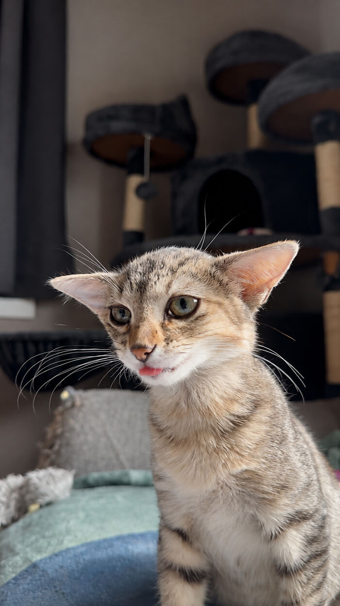 Herbie&rsquo;s Unusual Face Made Him Stand Out, But His Personality Is What Won Everyone Over