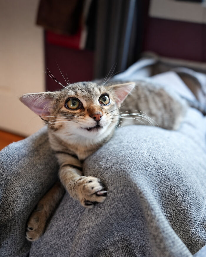 Herbie&rsquo;s Unusual Face Made Him Stand Out, But His Personality Is What Won Everyone Over