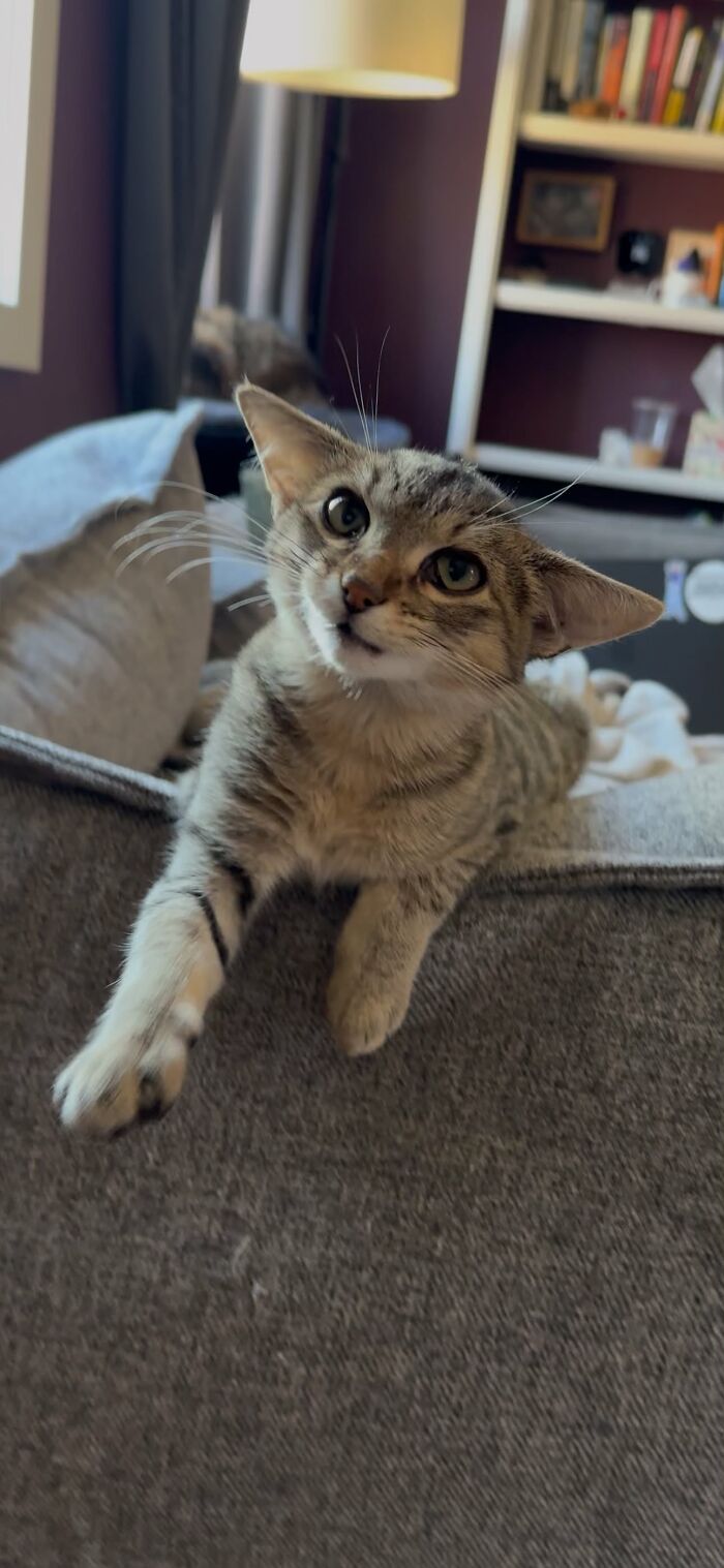 Herbie&rsquo;s Unusual Face Made Him Stand Out, But His Personality Is What Won Everyone Over