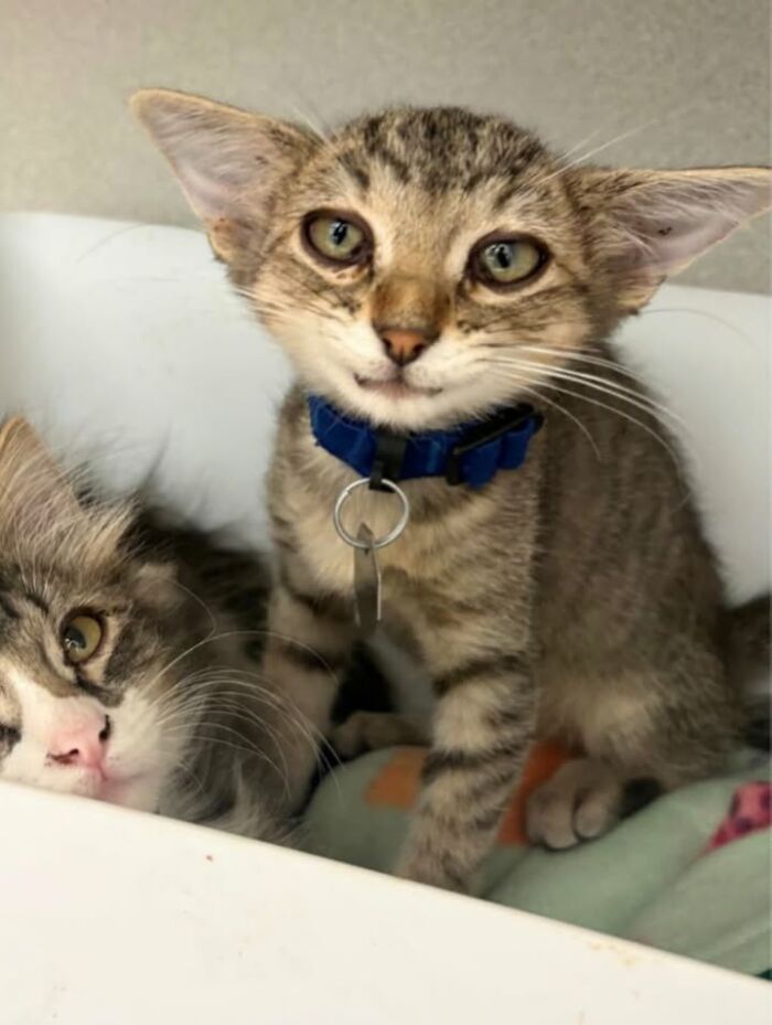 Herbie&rsquo;s Unusual Face Made Him Stand Out, But His Personality Is What Won Everyone Over