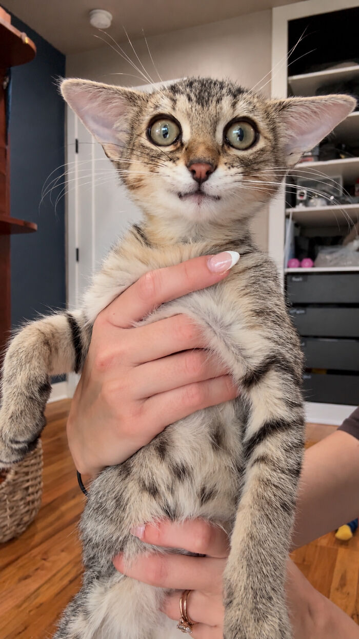 Herbie&rsquo;s Unusual Face Made Him Stand Out, But His Personality Is What Won Everyone Over