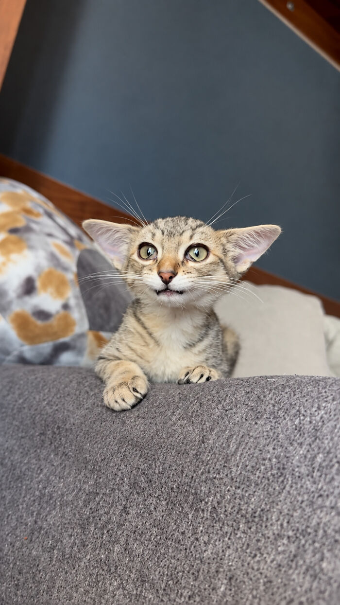 Herbie&rsquo;s Unusual Face Made Him Stand Out, But His Personality Is What Won Everyone Over