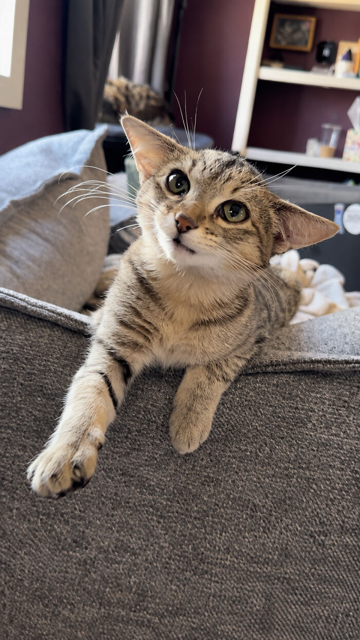Herbie&rsquo;s Unusual Face Made Him Stand Out, But His Personality Is What Won Everyone Over
