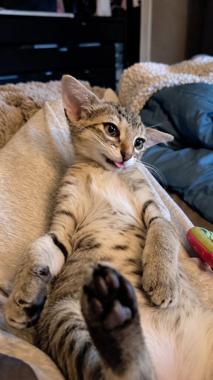 Herbie&rsquo;s Unusual Face Made Him Stand Out, But His Personality Is What Won Everyone Over